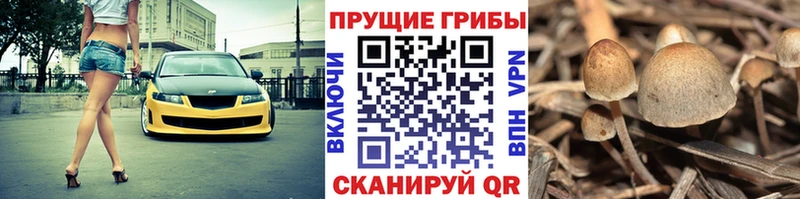 купить   Слюдянка  Псилоцибиновые грибы Psilocybine cubensis 